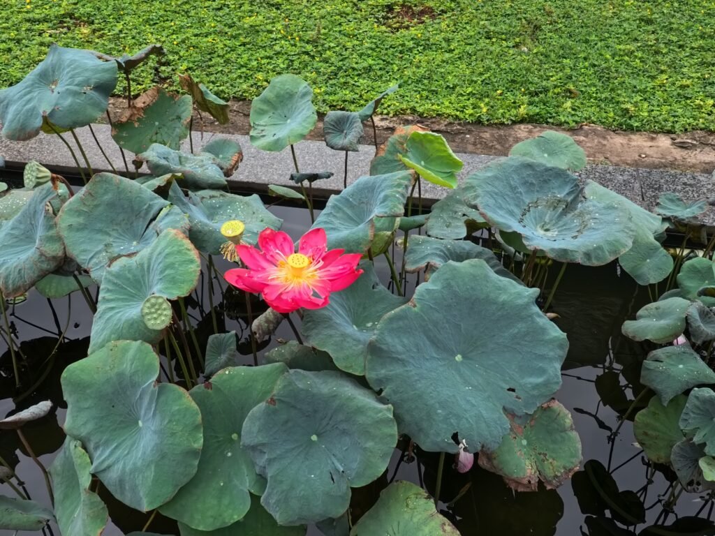 Flower of Lotus