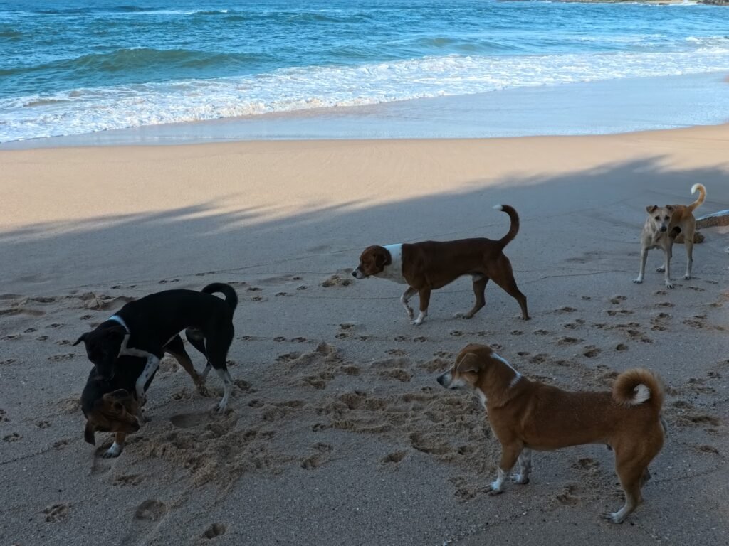 Stray dogs resting on a beach in Tangalle, Sri Lanka