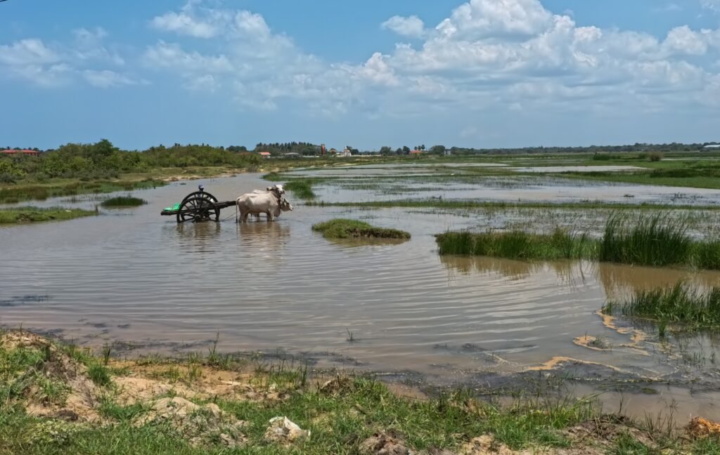 Cattle crossing a flooded wetland on Sri Lanka’s East Coast