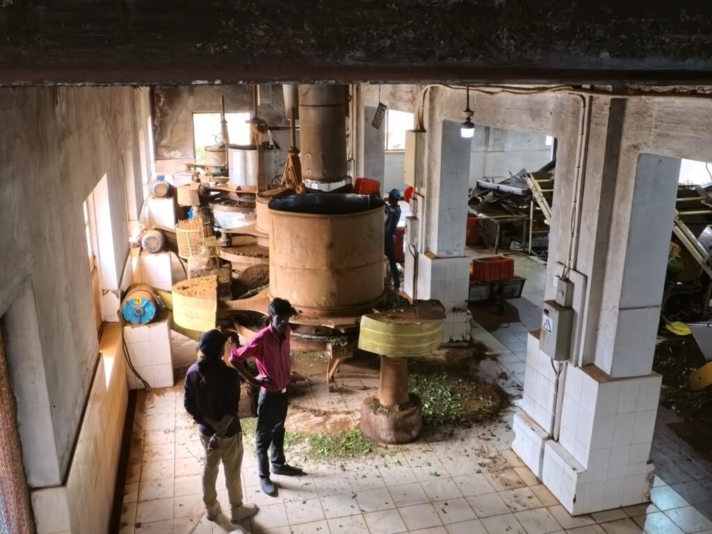 Inside the tea factory at Haputale Estate. Tea processing machinery inside Kelliebedde Processing Center in Haputale