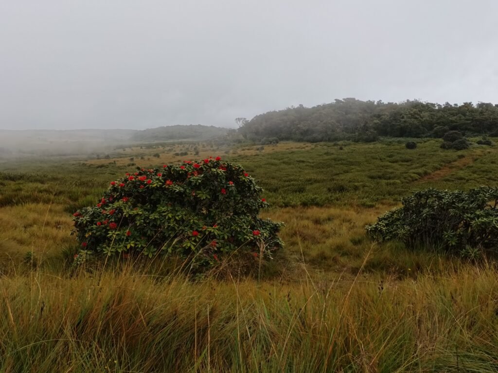 Grassland and cloud forest at Horton Plains. Montane grassland and cloud forest at Horton Plains, Sri Lanka